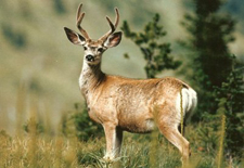 USA-Montana-Bob Marshall Wilderness Pack Trips